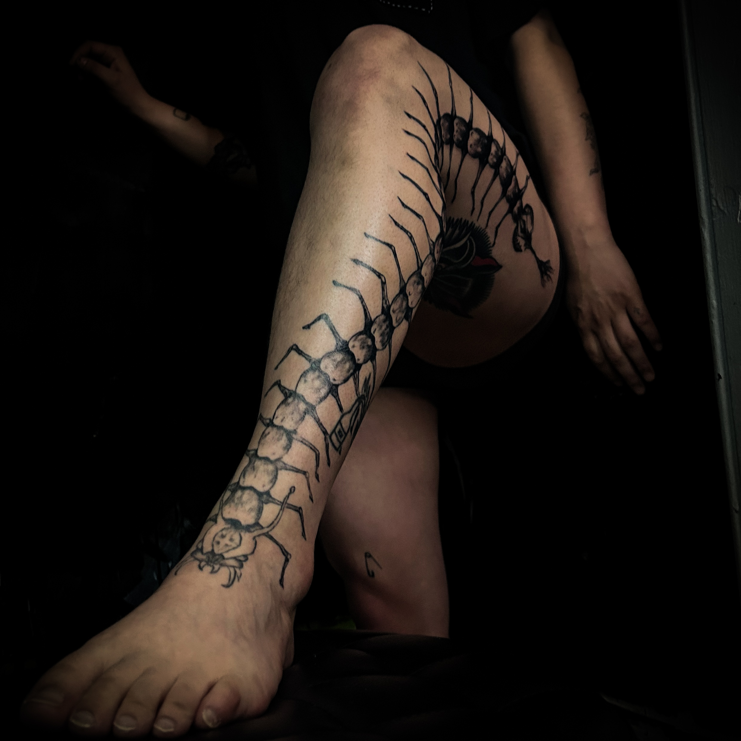 Centipede running down the leg